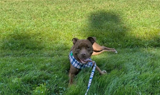 Brown dog on a leash lying in green grass